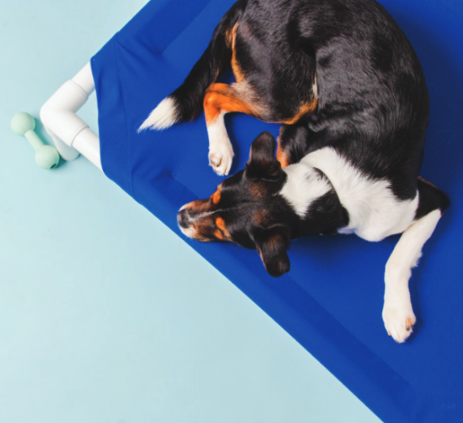 Outdoor Dog Bed Black Sunbrella Fabric 6 Lbs 🛏️