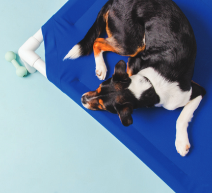 Outdoor Dog Bed Black Sunbrella Fabric 6 Lbs 🛏️