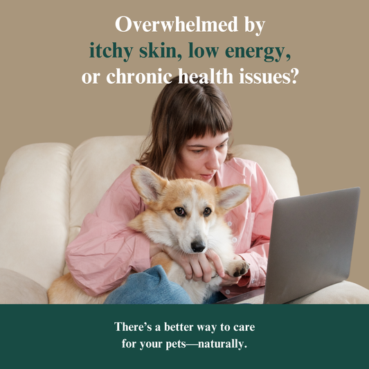 Whole Pet Wellness Academy: The Pet Parent Holistic Health Toolkit