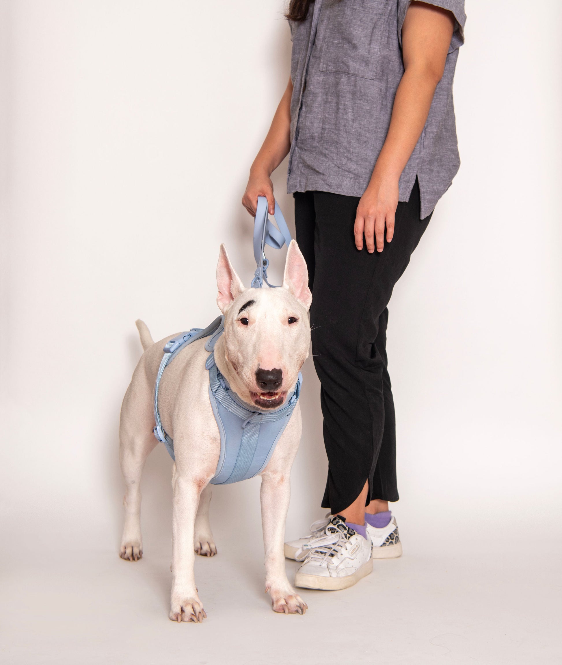 Harness - Pet Collars & Harnesses - Come Here Buddy