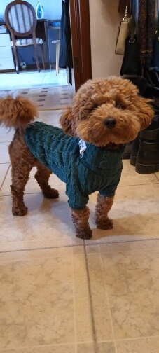 Winter Warm Knitted Turtleneck Sweater for Small Dogs or Cats - Purrfect Pet Kingdom