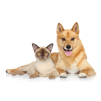 A calm Siamese cat and happy tan dog lying together on a white background, ideal for pet health and wellness.