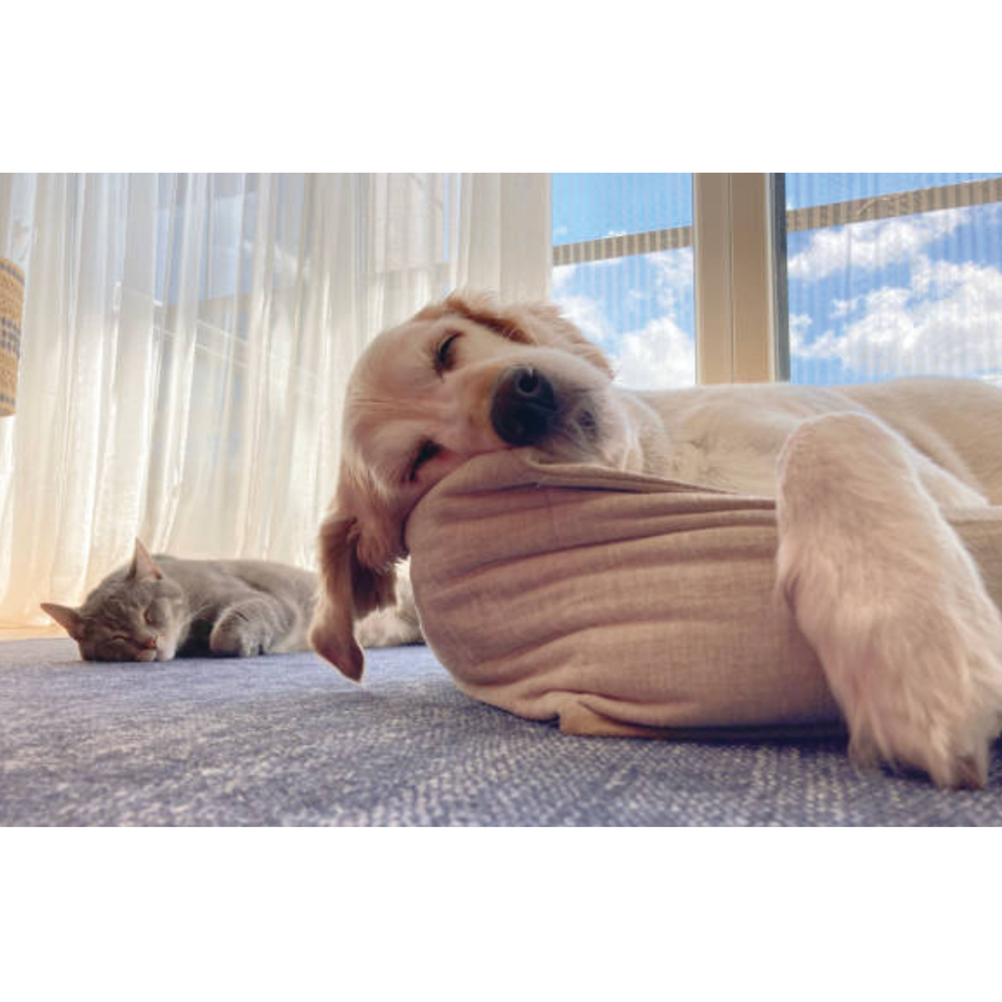 UbaVet Calming Soft Chews