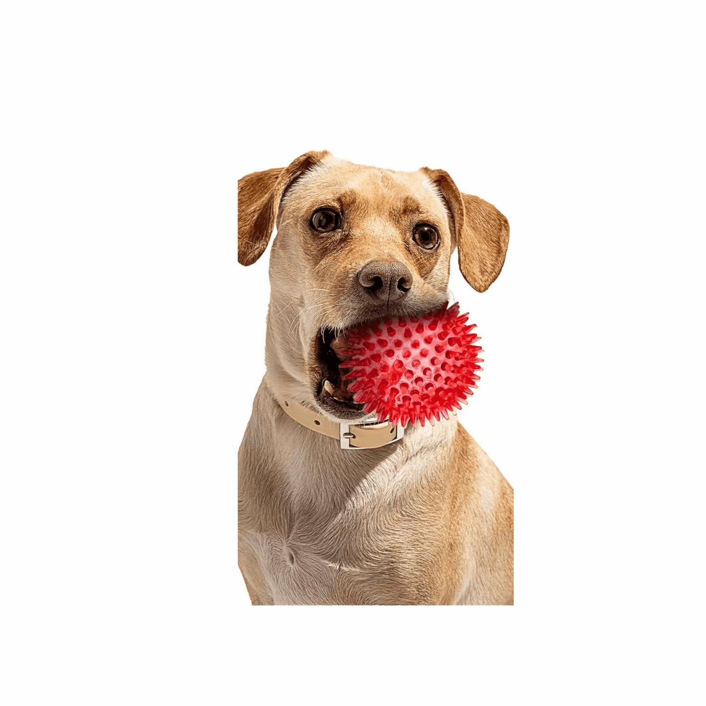 Dog Treats 2 5 Squeaky Interactive Dog Balls for Puppy Teeth