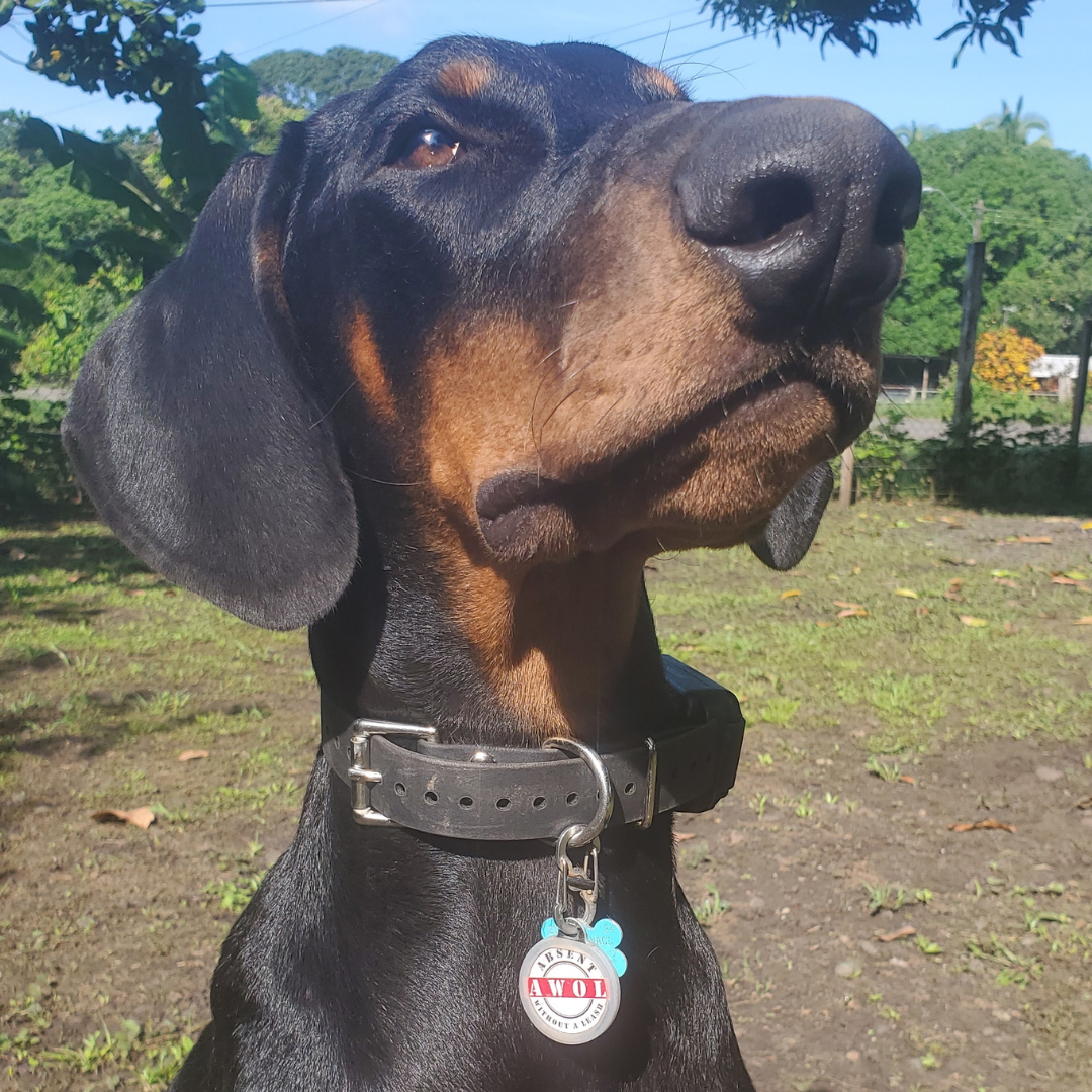 PetHub QR Pet ID Tag – Absent Without a Leash (AWOL) - Purrfect Pet Kingdom