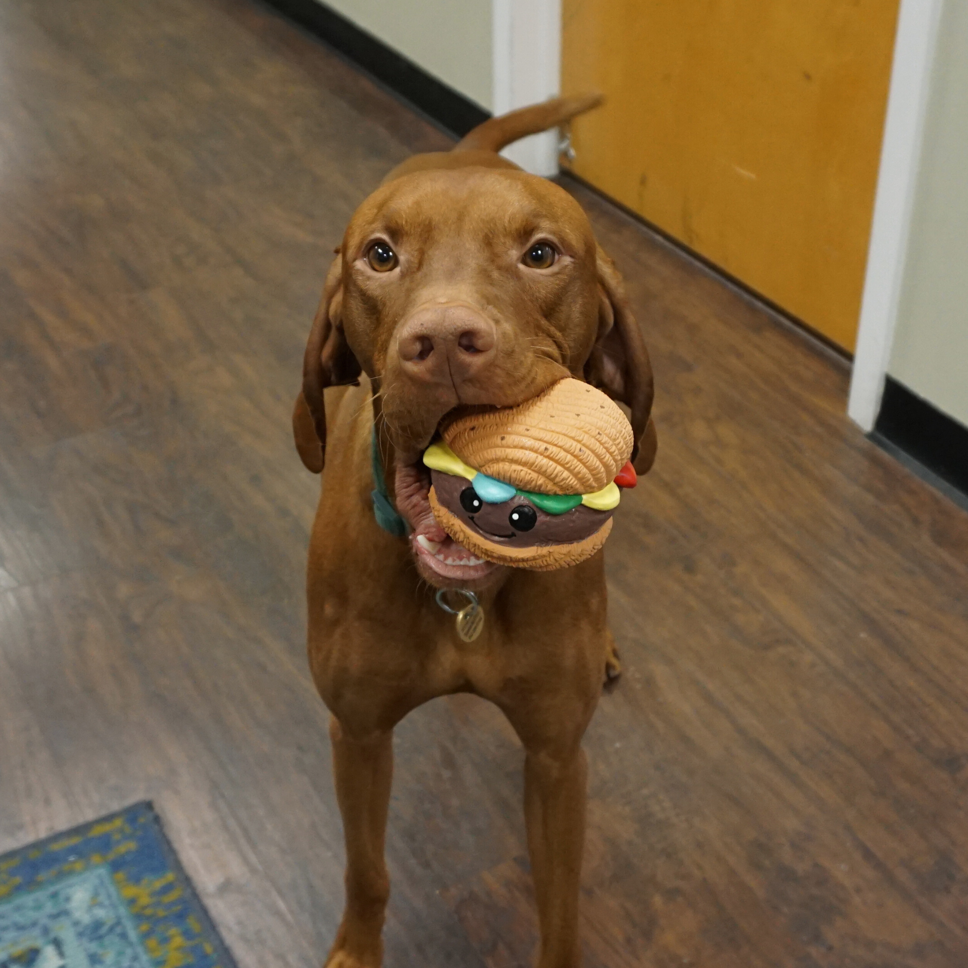 Dog Food Big Buns Foodies Hamburger Ruff-Tex Latex Ball Toy - gallery product image for dog food