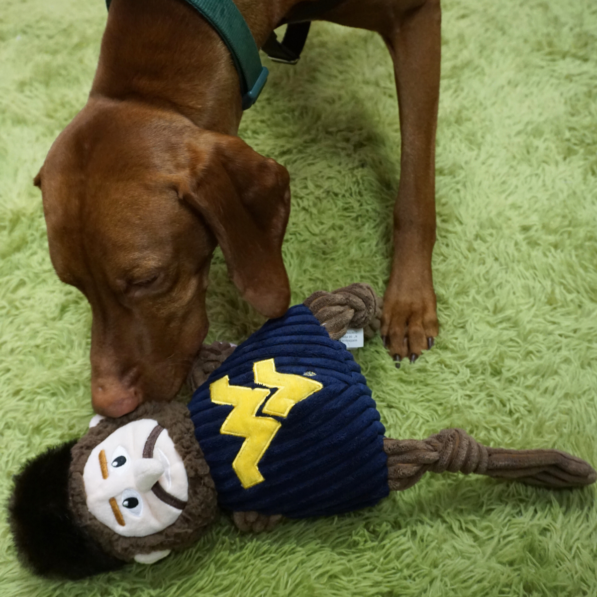 Dog Toy NCAA West Virginia University Mountaineer Knottie - gallery product image for dog toy