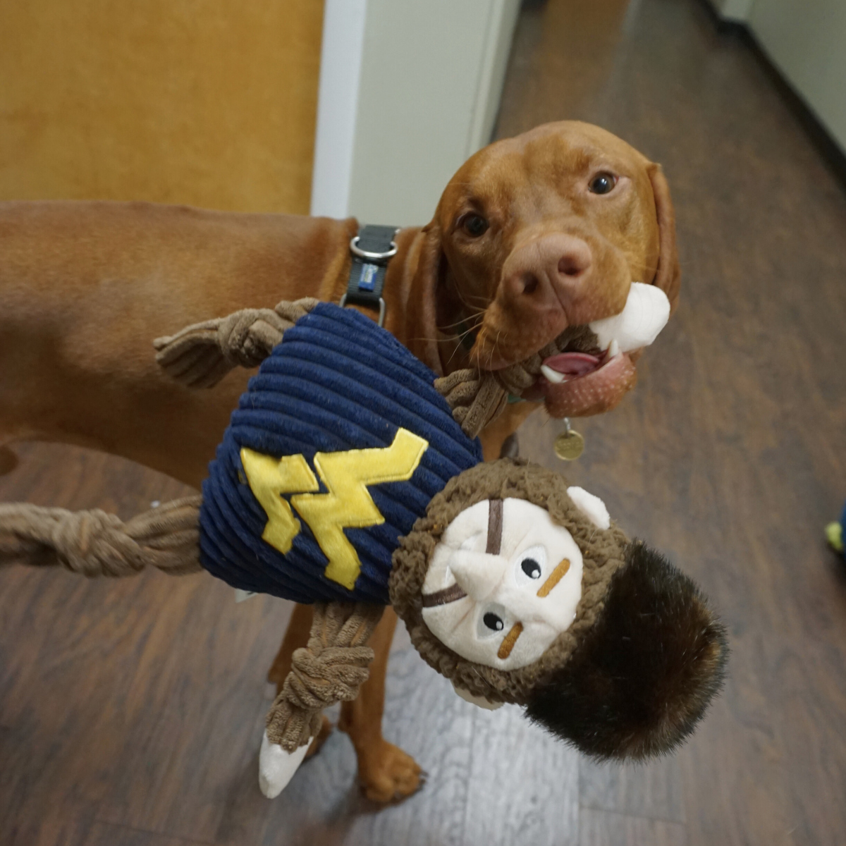 Dog Toy NCAA West Virginia University Mountaineer Knottie - close up product image for dog toy