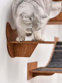 Wall Steps for Cats