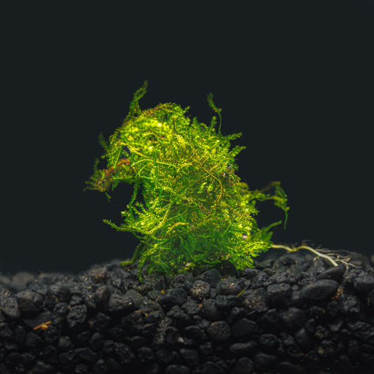 Weeping Moss | Vesicularia Ferriei