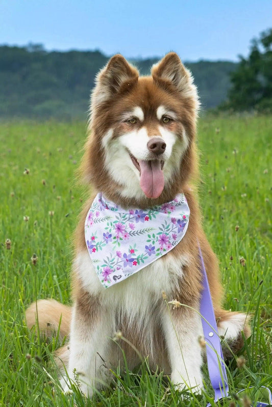 Wildflower Meadow Dog Bandana - Purrfect Pet Kingdom