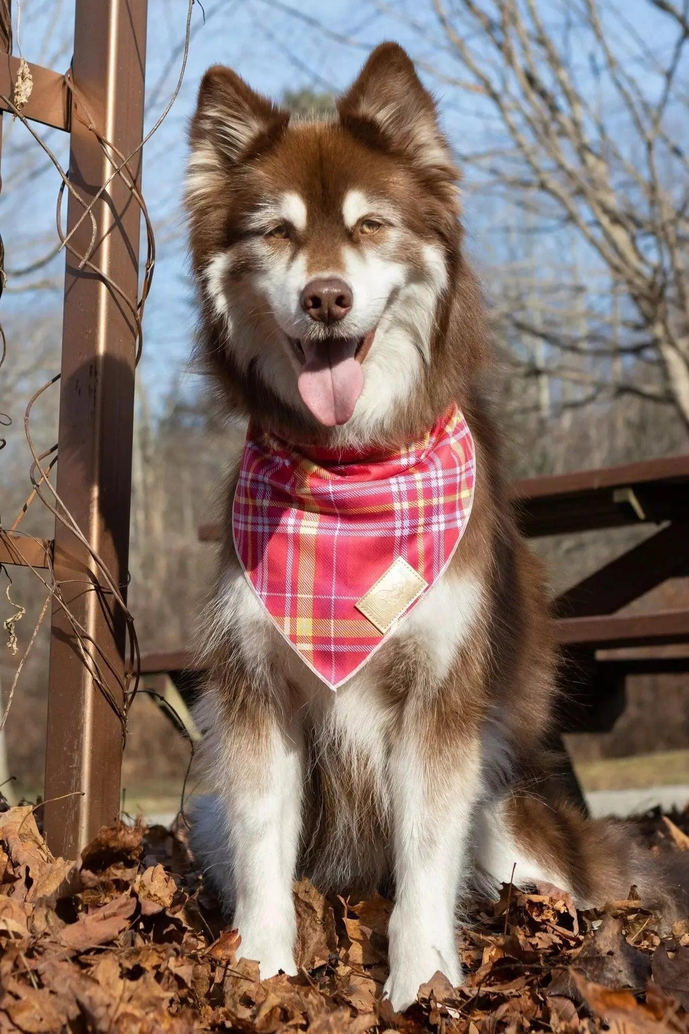 Wine Plaid Dog Bandana 🐾 - Purrfect Pet Kingdom