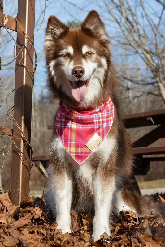 Wine Plaid Dog Bandana 🐾 - Purrfect Pet Kingdom