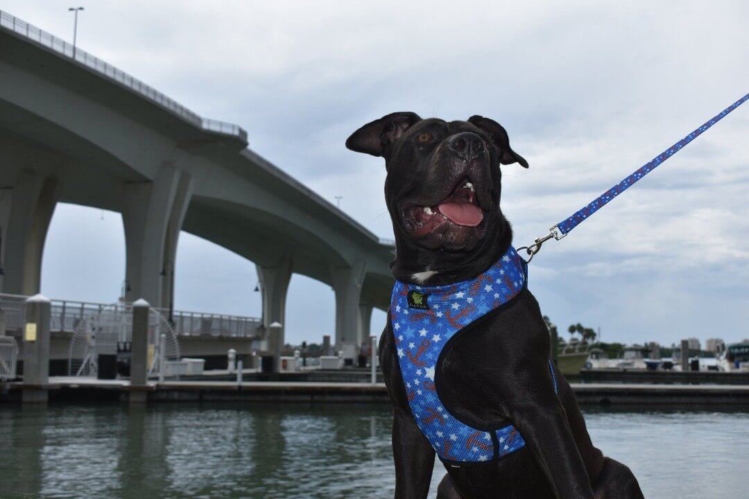 Dog Leash EcoBark Nautical Leash-Padded Comfort Grip Leash - gallery product image for dog leash