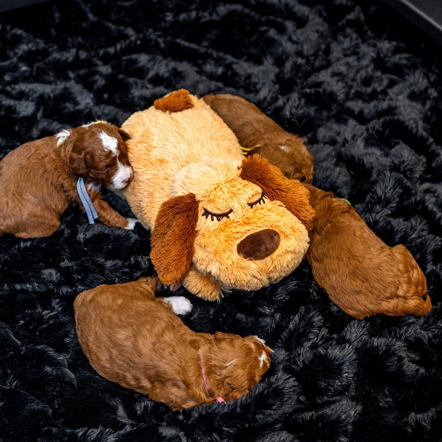 Zen Pup - Wasatch Pup