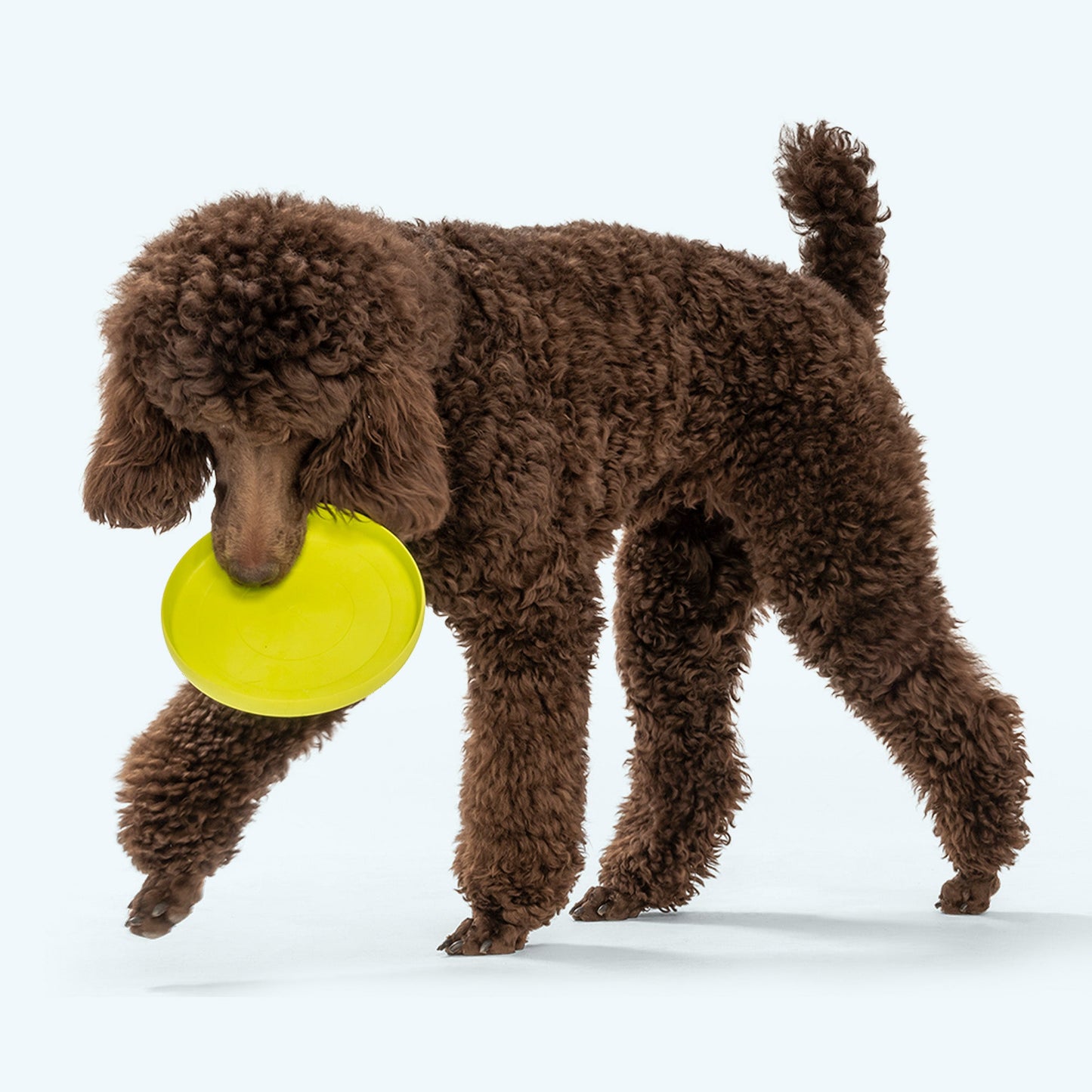 Zisc toy | Purrfect Pet Kingdom