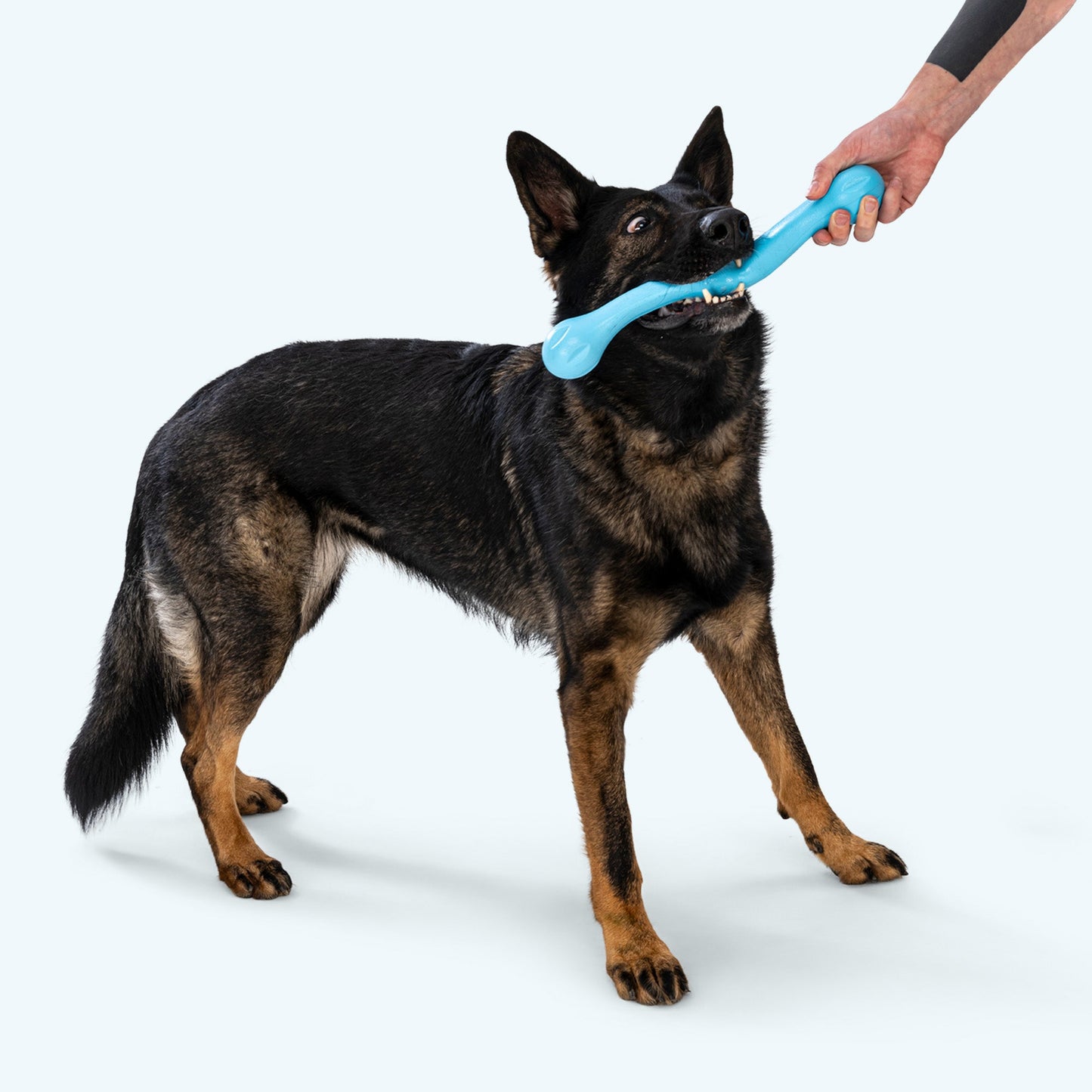 Pet Toy Toy Zwig for for Daily Use for Comfort for Pet Care - lifestyle product image for pet toy