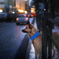 LED Dog Collar USB Rechargeable Adjustable Dog Safety Collar