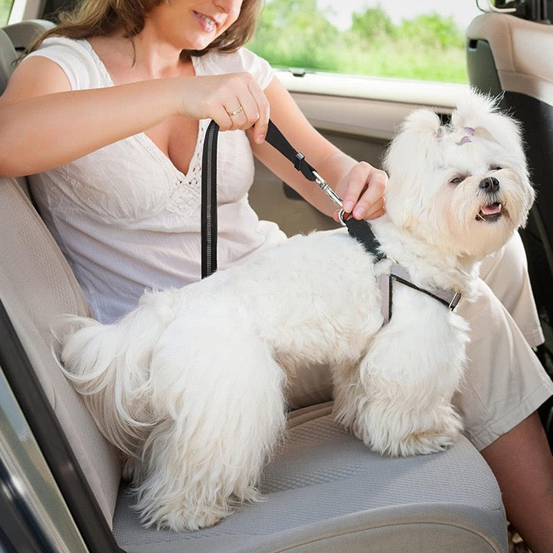 Purrfect Pet Kingdom adjustable pet car seat belt securing a small dog in a car for safe travel