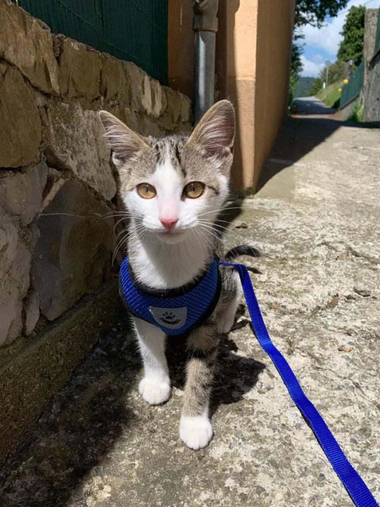 Adjustable Reflective Pet Harness With Leash 🦮 - Purrfect Pet Kingdom