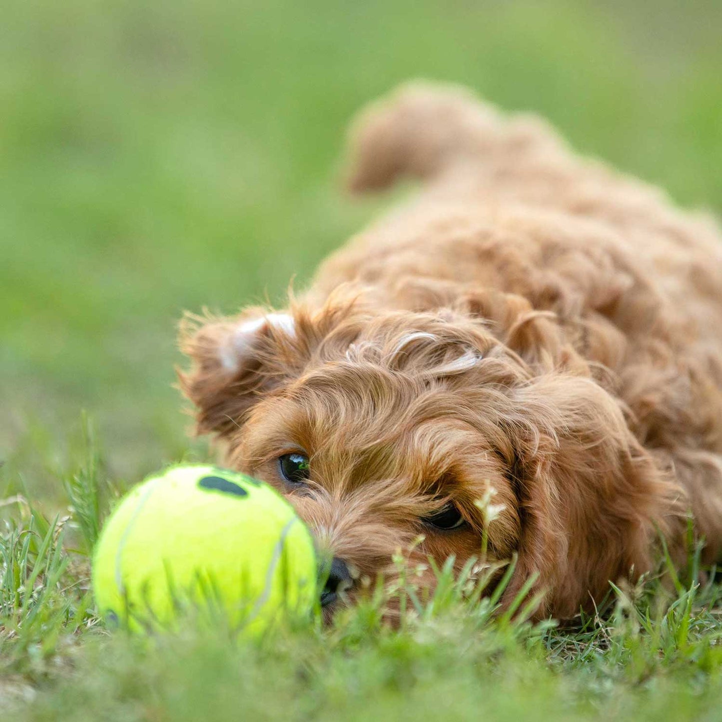 Air KONG Squeaker Tennis Balls for Dogs toy | Purrfect Pet
