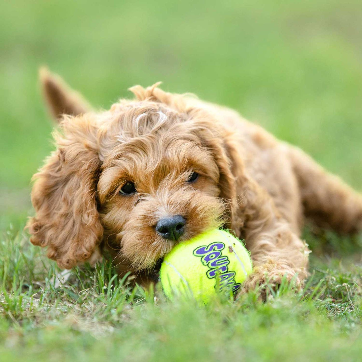 Air KONG Squeaker Tennis Balls for Dogs toy | Purrfect Pet