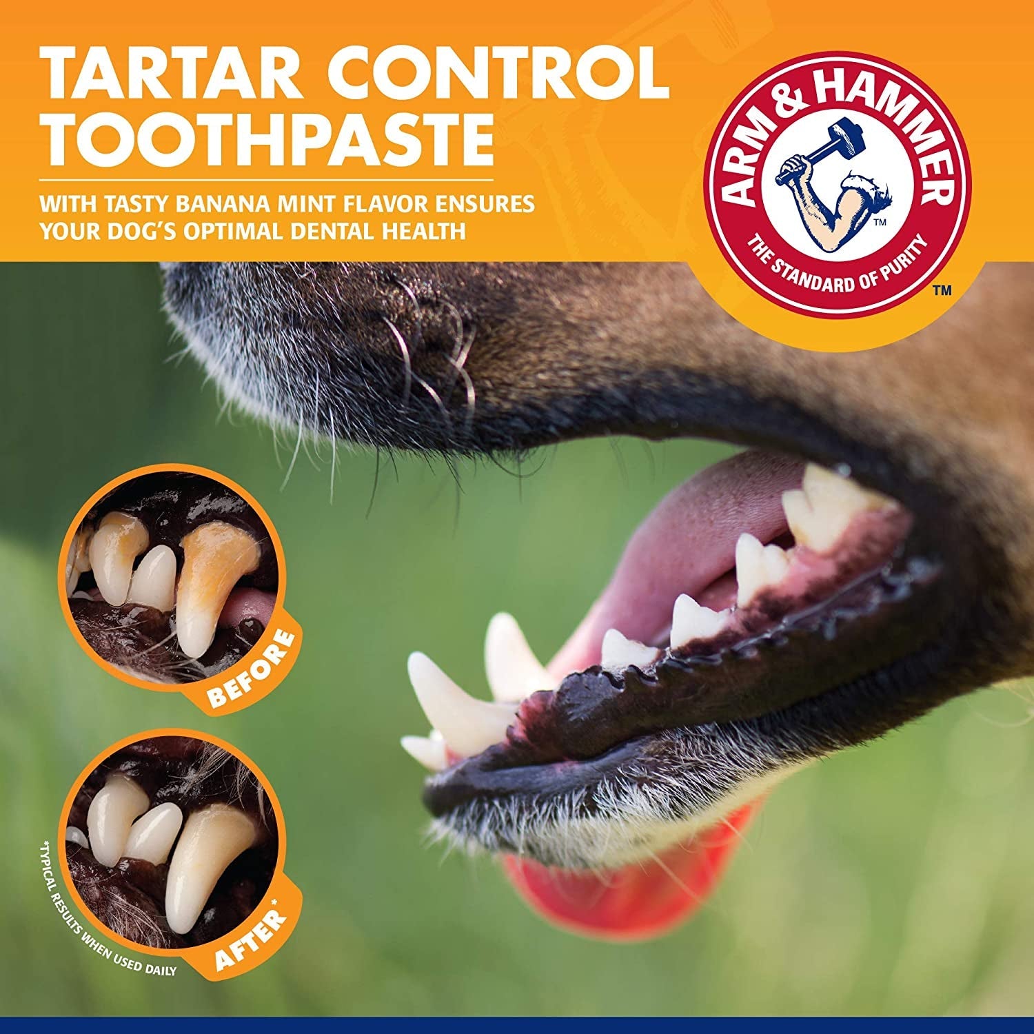 Dog dental care kit featuring Arm and Hammer Tartar Control Toothpaste with banana mint flavor for optimal dental health