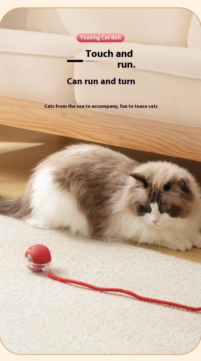 Tail Chasers automatic cat ball toy moving on the floor, enticing a curious cat to play
