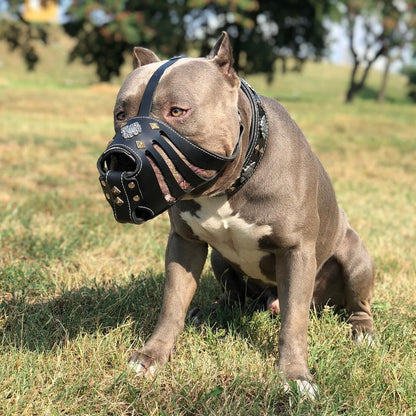''Aztec'' Basket Muzzle Black Bestia