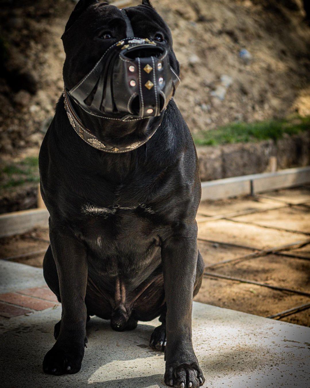 ''Aztec'' Basket Muzzle Black Bestia