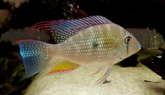 Geophagus heckelii ( Threadfin Acara or Heckelii Threadfin) MEDIUM