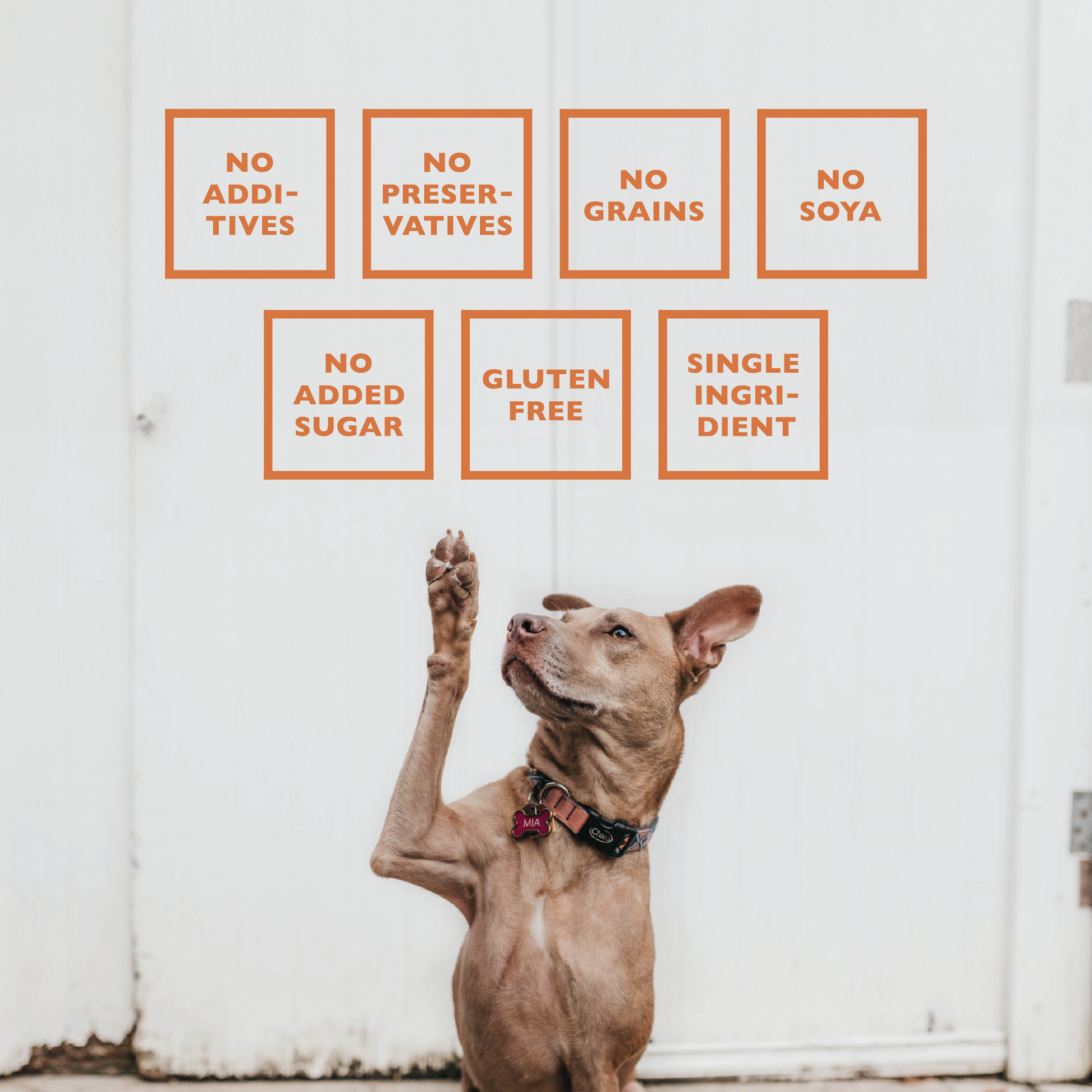 Baffs Natural Dog Treats grain free dog chews lamb ears with no additives and gluten free benefits