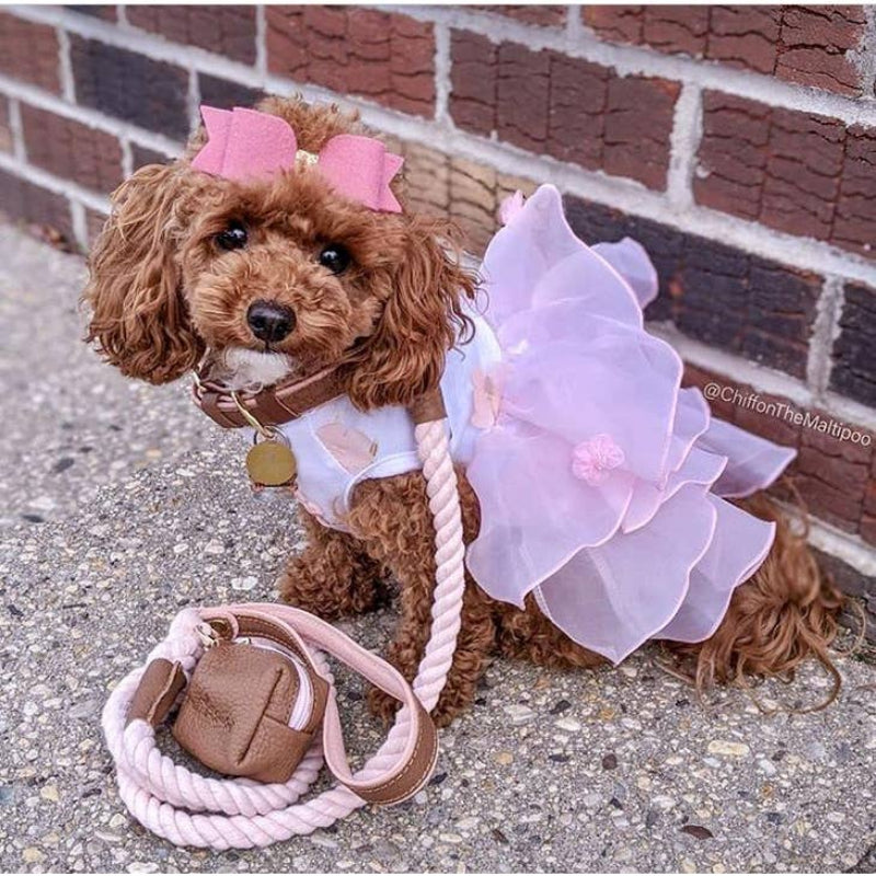Poise Pup Bella Rose Brown and Pink Luxury Dog Collar