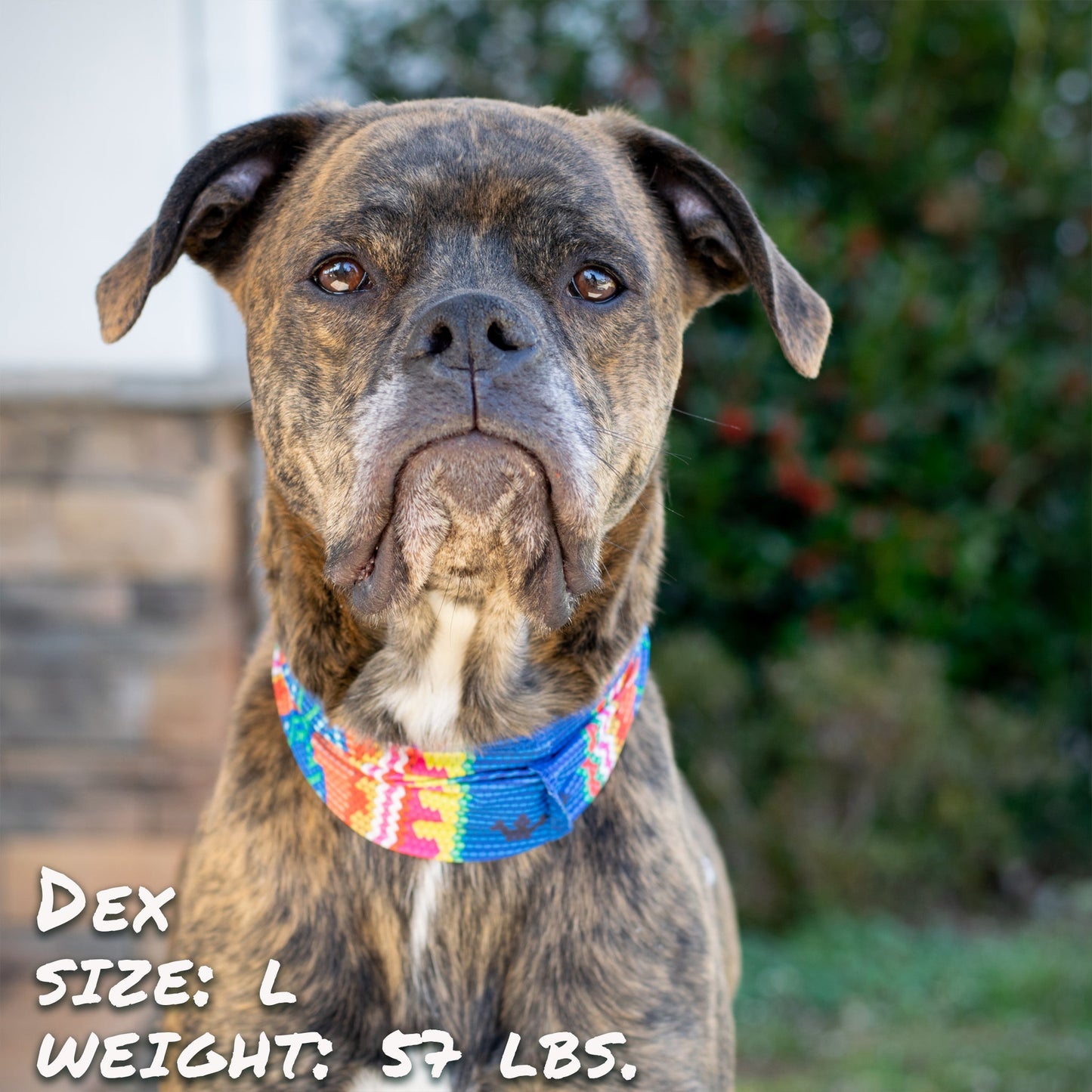 Tail Chasers Dog Bandana featuring colorful design, perfect for Bedouin Paws Pup Scruff review