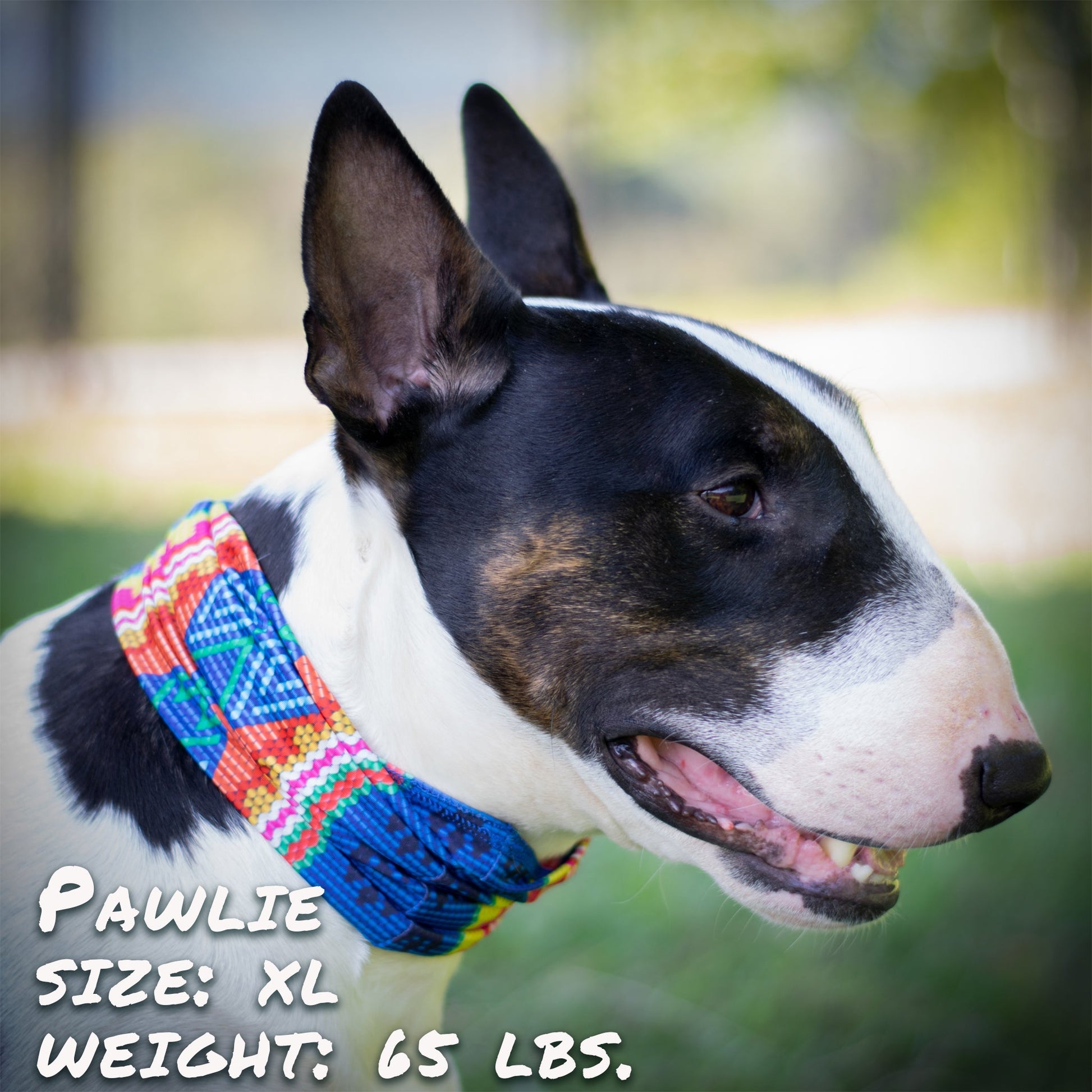 Tail Chasers Dog Bandana on a cute pup with vibrant colors, featuring Bedouin Paws Pup Scruff review