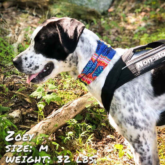 Tail Chasers Dog Bandana featuring colorful designs, perfect for stylish pups - Bedouin Paws Pup Scruff review