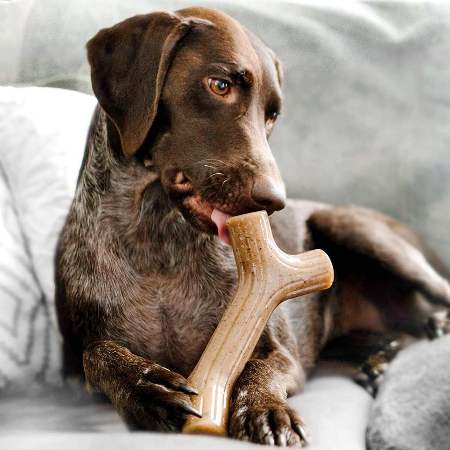 Dog enjoying a Bene Bone, a safe dog bone for heavy chewers, made for tough chewing sessions