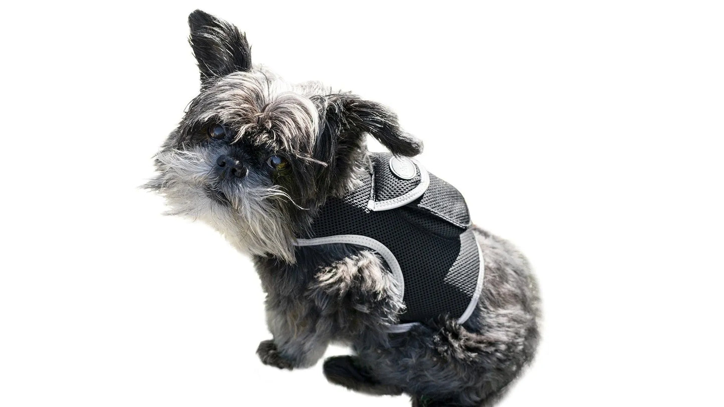 Berry Charmz - Consistent Realtime Mini Cat Dog GPS Tracking Collar Waterproof Device Size:L