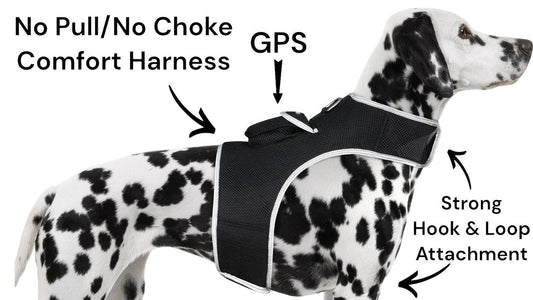 Purrfect Pet Kingdom Best GPS Tracker for Active Dogs Purrfect Pet Kingdom