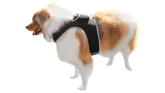 Purrfect Pet Kingdom Best GPS Tracker for Active Dogs Default Purrfect Pet Kingdom