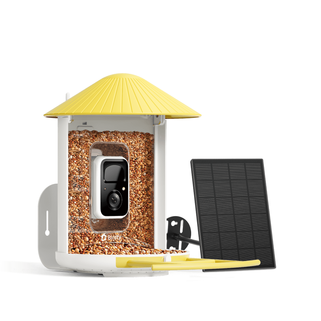 Bird Feeder – Birdfy Solar-Powered Smart Camera Video Tank