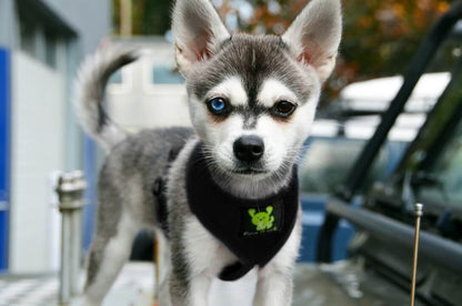 EcoBark Black Dog Harness - Over-the-Head Dog Vest Halter