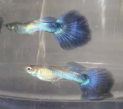 Danaqua Live Fish & More - Blue Diamond guppy - GUPPY