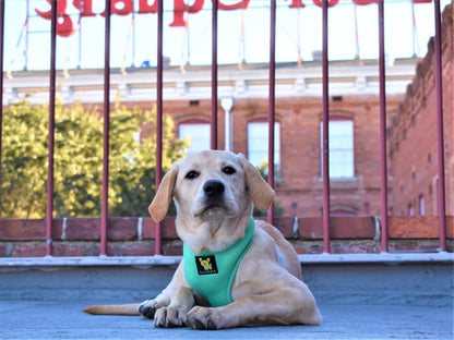 EcoBark Mint Turquoise Dog Harness - Over-the-Head Soft Mesh
