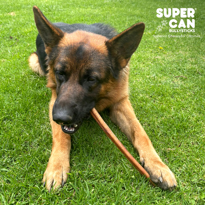 Purrfect Pet Kingdom 6" Jumbo Bully Sticks - High-Protein Dog Chews (10 pcs) - Premium Product