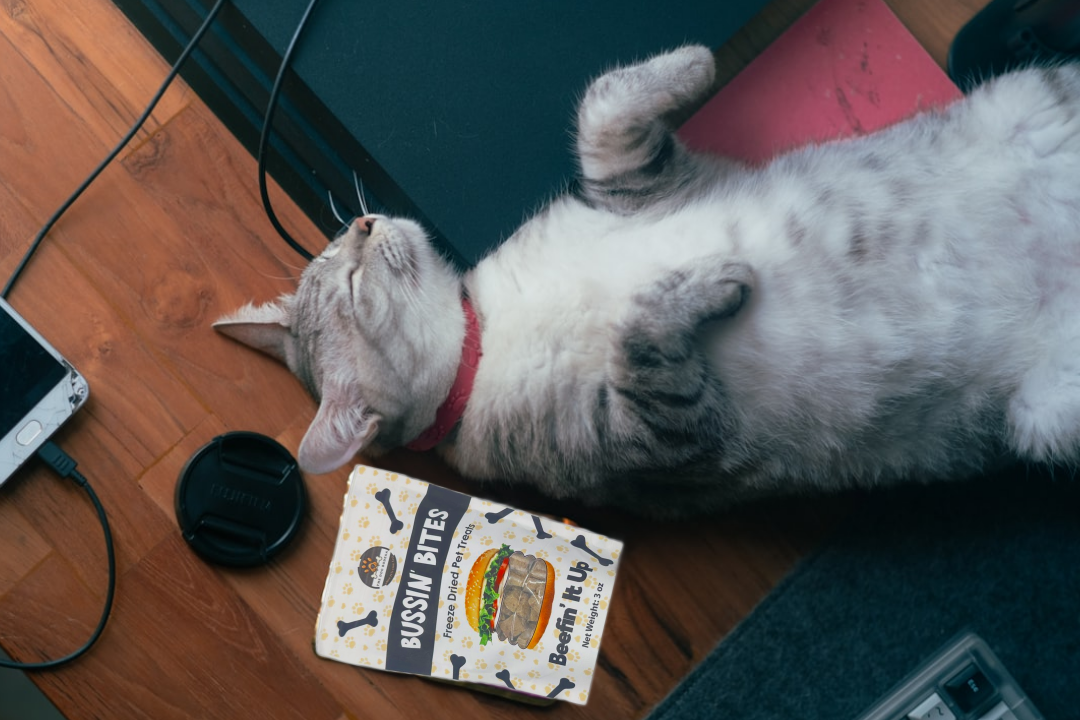 Freeze dried beef liver dog treats from The Dog Bodega beside a relaxing cat on a wooden floor