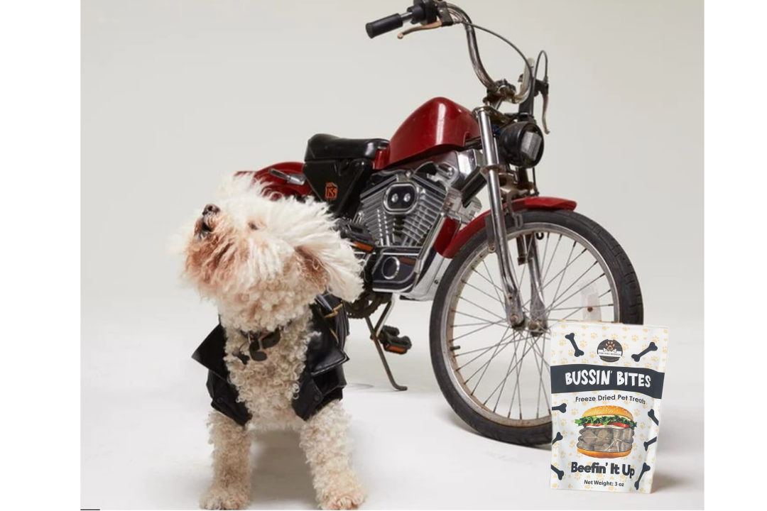 Small dog wearing a jacket next to a motorcycle with freeze dried beef liver dog treats in the foreground