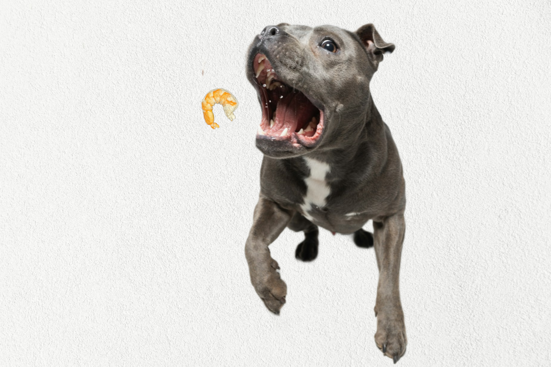 Excited dog jumping to catch freeze dried shrimp treats for cats and dogs in mid-air