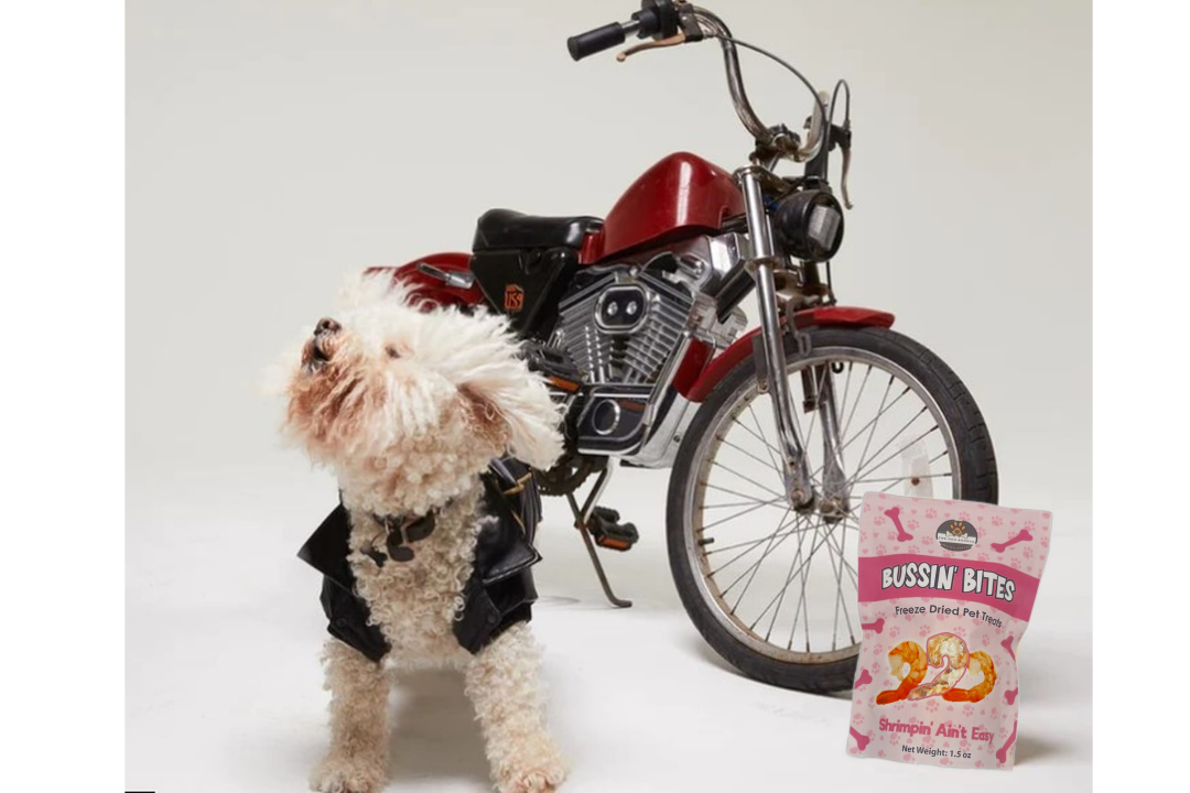 Bussin Bites freeze dried shrimp treats for cats and dogs with a stylish dog beside a vintage motorcycle