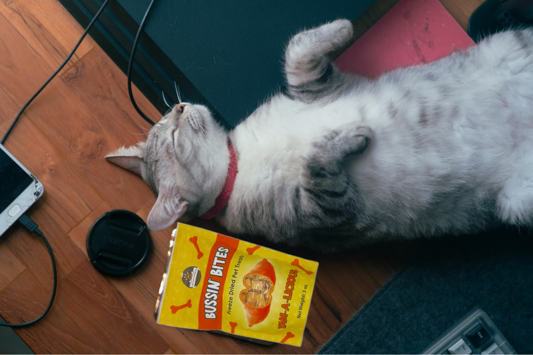 The Dog Bodega freeze dried sweet potato dog treats box next to a relaxing cat on a wooden floor